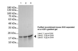 Mouse Recombinant Sonic Hedgehog (SHH) (from <i>E. coli</i>)