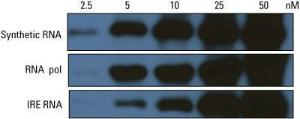 Pierce™ RNA 3' End Biotinylation Kit, Thermo Scientific