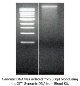 XIT™ DNA for Protein-Free DNA Isolation, G-Biosciences