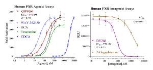 FXR Reporter assay agonist and antagonist dose response graphs