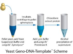 Geno-DNA-Template™ Yeast DNA Extraction Kit, G-Biosciences