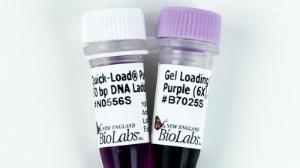 Quick-Load Purple 50 bp DNA Ladder