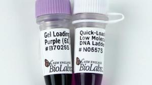 Quick-Load Purple Low Molecular Weight DNA Ladder