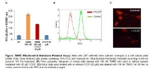 TMRE Mitochondrial Membrane Potential Assay Kit (Fluorometric), BioVision 