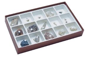 Types of Fossilization Collection