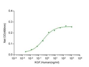 KGF/FGF-7, Human