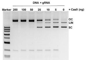 GenCrispr NLS-Cas9-D10A Nickase