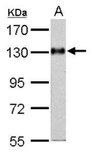 ND OLLAS/DYKDDDDK Epitope Tag Kit, Novus Biologicals (NBK1-19033)