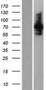 INPP5E Lysate (Adult Normal), Novus Biologicals (NBP2-06696)