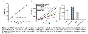 Succinyl-CoA Synthetase Activity Colorimetric Assay Kit, BioVision 