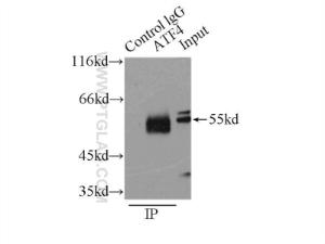 Anti-ATF4 Rabbit Polyclonal Antibody