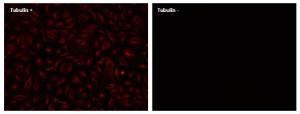 Image for ReadiLink™ Rapid XFD750 Antibody Labeling Kit *XFD750 Same Structure to Alexa Fluor™ 750*
