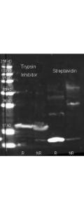 Anti-Trypsin inhibitor Polyclonal Antibody-Western blot
