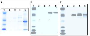 Pierce™ Co-Immunoprecipitation Kit, Thermo Scientific