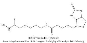 HOOK™ Carbohydrate Reactive Biotin Reagents & Kits for Highly Efficient Protein Labeling, G-Biosciences