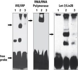 Pierce™ RNA 3' End Biotinylation Kit, Thermo Scientific