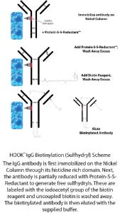 HOOK™ IgG Biotinylation Kits for Rapid Antibody Labeling, G-Biosciences