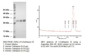 Fig 1: SDS-PAGE (15%) of h-Cathepsin B: 1: Protein Marker 2: Human Cathepsin B (5 µg) 3: Human Cathepsin B (10 µg) 4: Human Cathepsin B (15 µg). Fig 2: SEC analysis of h-Cathepsin B using a Superdex 200 HR 10/30 column at 0.5 ml/min in 50 mM Tris and 0.25 M NaCl pH 7.5.
