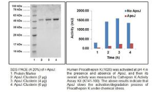 SDS-PAGE (4-20%) of r-ApoJ: 1: Protein Marker 2: ApoJ /Clusterin (2 µg) 3: ApoJ /Clusterin (4 µg) 4: ApoJ /Clusterin (6 µg). Human Procathepsin K (1026) was activated at pH 4 in the presence and absence of ApoJ, and then its overall activity was measured by  Cathepsin K Activity Assay Kit.
