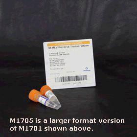M-MLV Reverse Transcriptase