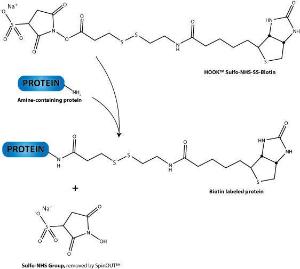 Micro HOOK™ Biotin Kits for Highly Efficient Protein Labeling, G-Biosciences