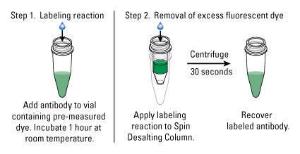 Pierce™ DyLight™ Antibody Labeling Kits, Thermo Scientific