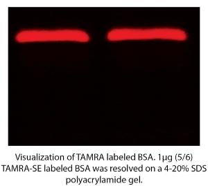 HOOK™ Dye Labeling Kit (5/6) TAMRA-SE (Rhodamine) for Labeling Antibodies & Proteins with Fluorescent Dyes, G-Biosciences