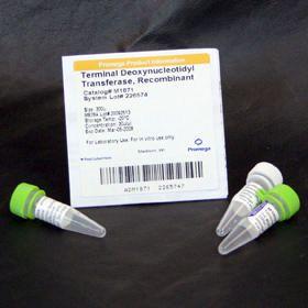 Recombinant Terminal Deoxynucleotidyl Transferase