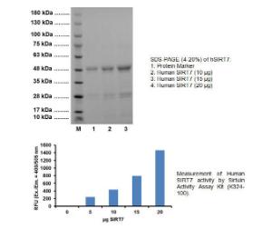Fig 1: SDS-PAGE (4-20%) of hSIRT7: 1: Protein Marker 2: Human SIRT7 (10 ?g) 3: Human SIRT7 (15 ?g) 4: Human SIRT7 (20 ?g). Measurement of Human SIRT7 activity by Sirtuin Activity Assay Kit (K324-100).