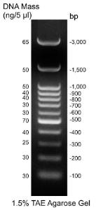 IBI 100 bp DNA Ladder - Gel Image