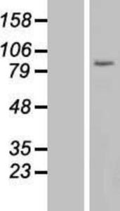 USP44 Overexpression Lysate (Adult Normal), Novus Biologicals (NBL1-17664)
