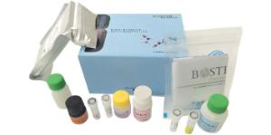 Human HO-1/HMOX1 PicoKine™ ELISA kit