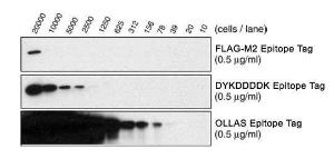 SD OLLAS/DYKDDDDK Vector, Novus Biologicals (NBA1-07085)