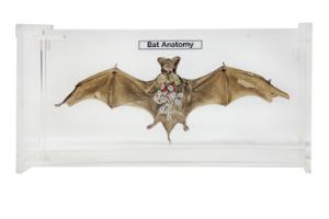 Bat anatomy museum mount