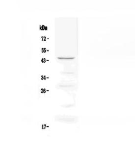 Anti-CD134/OX40 Polyclonal Antibody