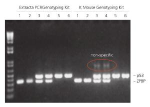 AccuStart II Results more specific<br />KAPA PCR mix requires more optimization to reduce non-specific amplification products in multiplex PCR reactions. Lanes: 1 = mouse 1, ZPBP1. 2 = mouse 2, ZPBP1. 3 = mouse 1, ZPBP1/p53. 4 = mouse 2, ZPBP1/p53. 5 = mouse 1, p53. 6 = mouse 2, p53