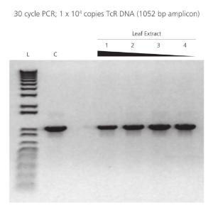 Inhibitor Resistance of AccuStart II PCR ToughMix: PCR<br />Varying amounts of polyphenol-rich plant extract were added to 25 µL PCRs containing 10,000 copies of a control template. As little as 0.002 µL of the crude plant lysate inhibited control reactions with a conventional PCR master mix.
