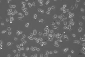 Image of 293T cells taken with the Mateo TL