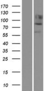 CDH12 Overexpression lysate (adult normal) western blot NBP2-07917