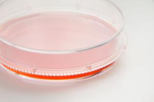 Nunc™ Cell Culture EasYDish