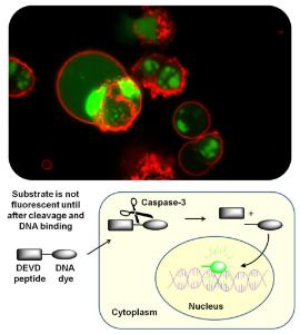 Top: Apoptotic HeLa cells stained with NucView 488 caspase-3 substrate (green) and CF594 Annexin V (red). NucView substrates stain nuclei of apoptotic cells and CFdye Annexin V show plasma membrane staining. Bottom: Schematic illustrating the mechanism of NucView® Caspase-3 Substrates.