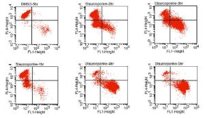 Flow cytometry analysis of caspase-3 activity and mitochondrial membrane potential in staurosporine-treated Jurkat cells using the NucView® 488 and MitoView® 633 Apoptosis Kit. NucView® 488 signal increases (FL1, x-axis) while MitoView® 633 staining decreases (FL4, y-axis) as apoptosis progresses.