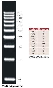 DNA Ladders, G-Biosciences