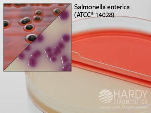 HardyCHROM Salmonella/XLT-4 Agar