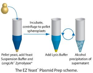 EZ Yeast™ Plasmid Prep for Extraction of Plasmids from Yeast, G-Biosciences