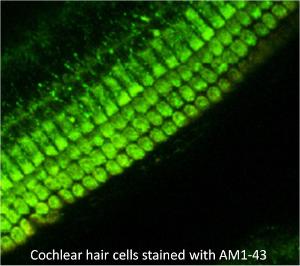 Fluorescent Nerve Terminal Probes and Staining Kits, Biotium