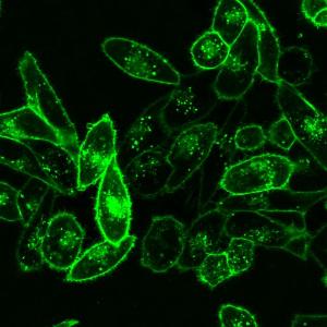Cytoplasmic membrane labelling stain, green