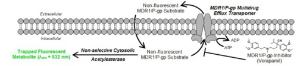 Multidrug Efflux Transporter (MDR1/P-gp) Ligand Screening Kit, BioVision