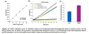 6-Phosphogluconate Dehydrogenase Activity Colorimetric Assay Kit, BioVision, Inc.