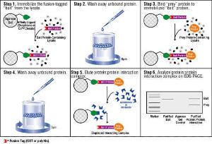 Pierce ProFound™ GST Protein Interaction Pull Down Kit, Thermo Scientific